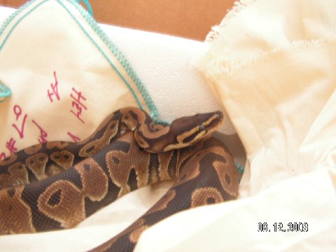 Newsnake 1