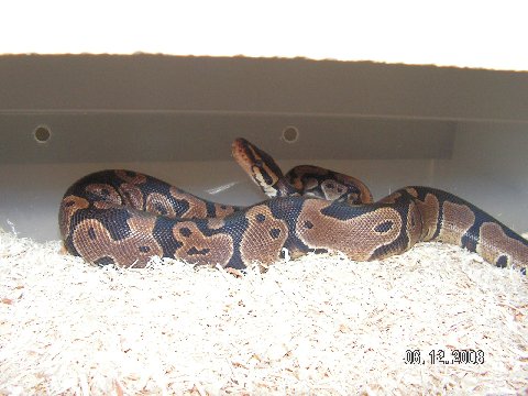 Newsnake 2