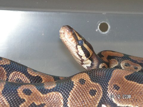Newsnake 3