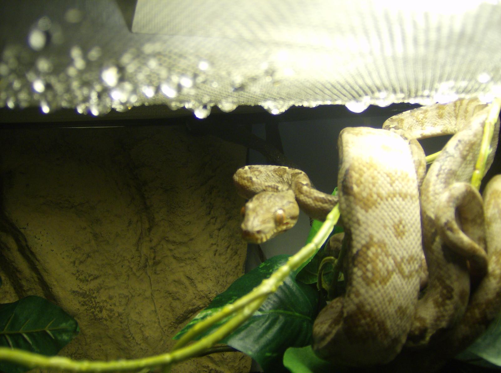 This Is Dane Bamf Our Amazon Tree Boa...