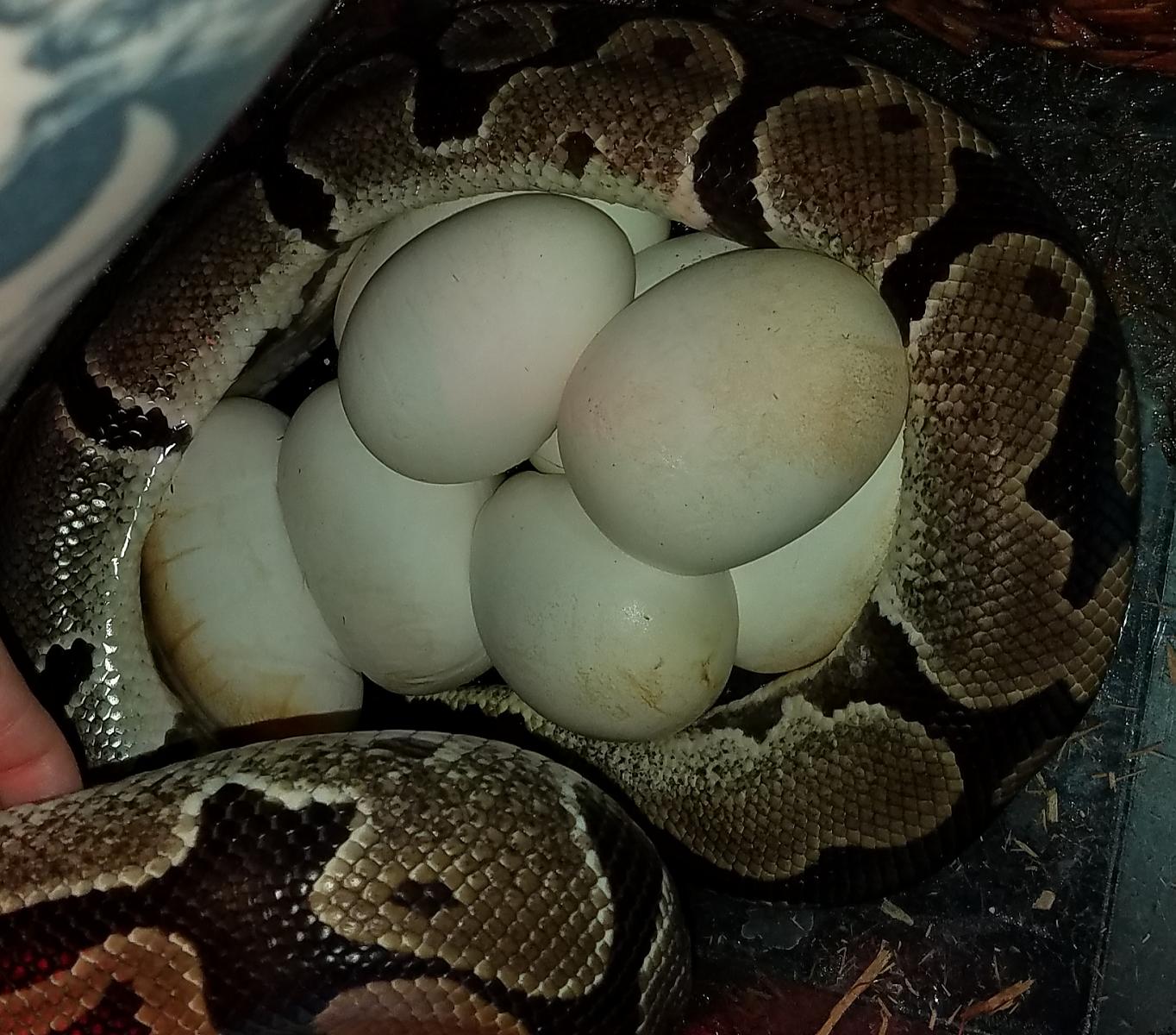 8 eggs!