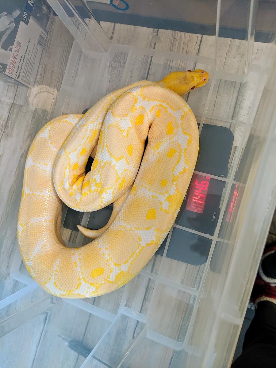 Albino and something ball python