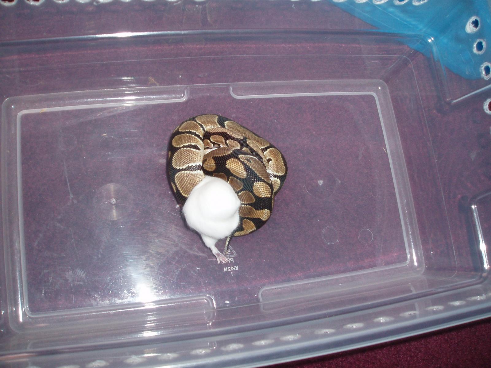 My Ball Python
