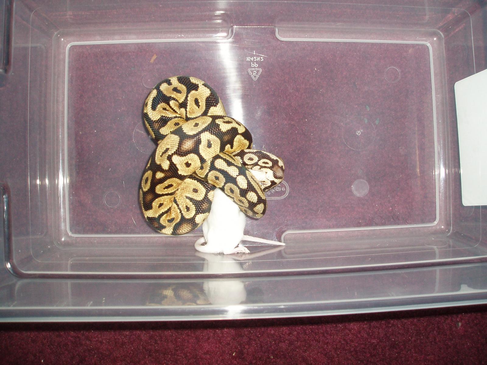 Pastel 100% Het For Orange Ghost