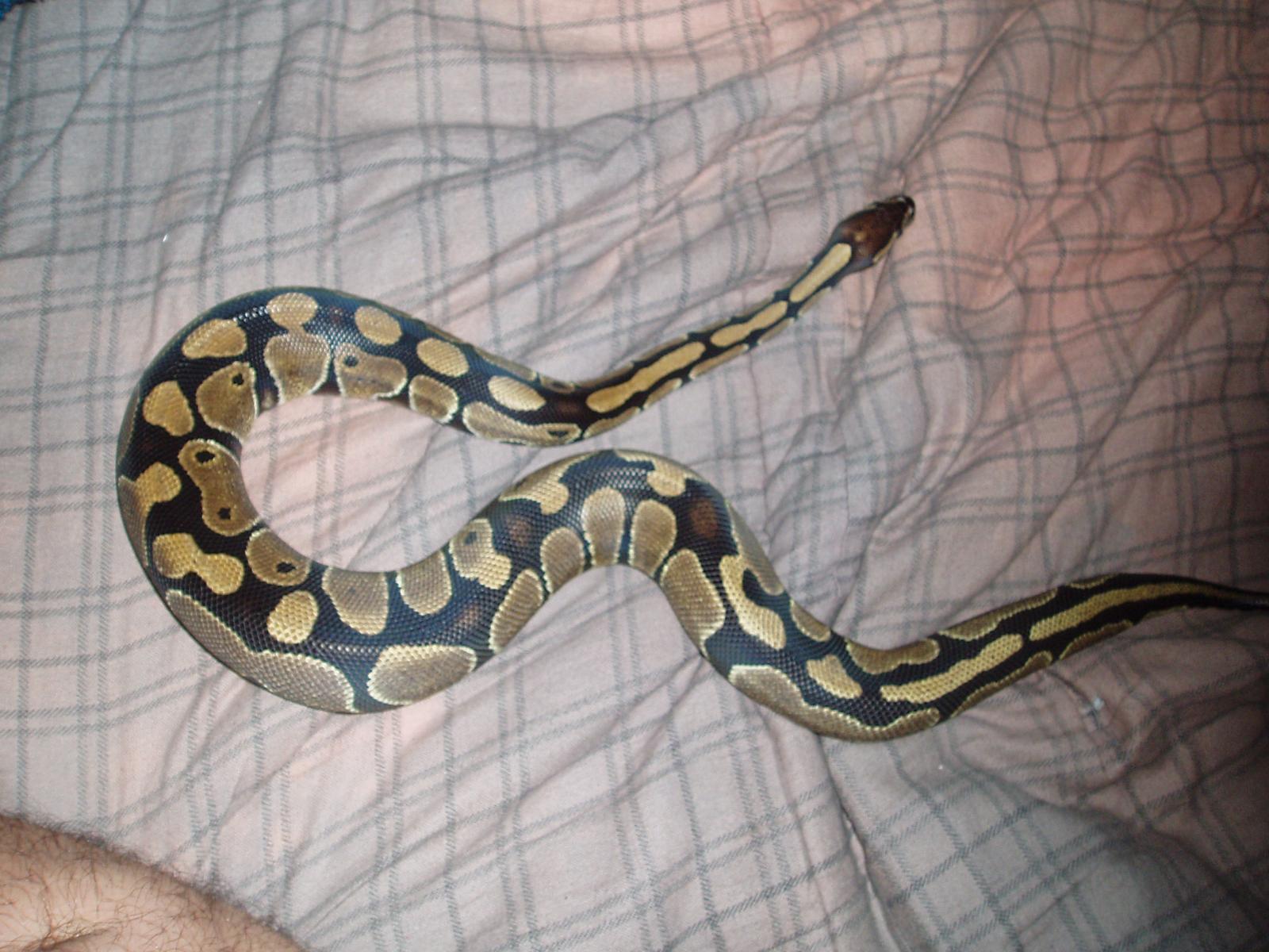fire ball python vs normal fire ball python vs normal