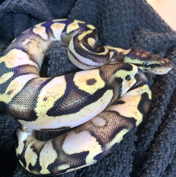 Willow after shed