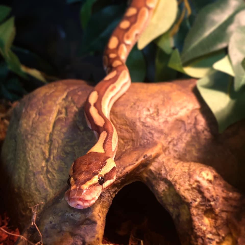Poe the Python