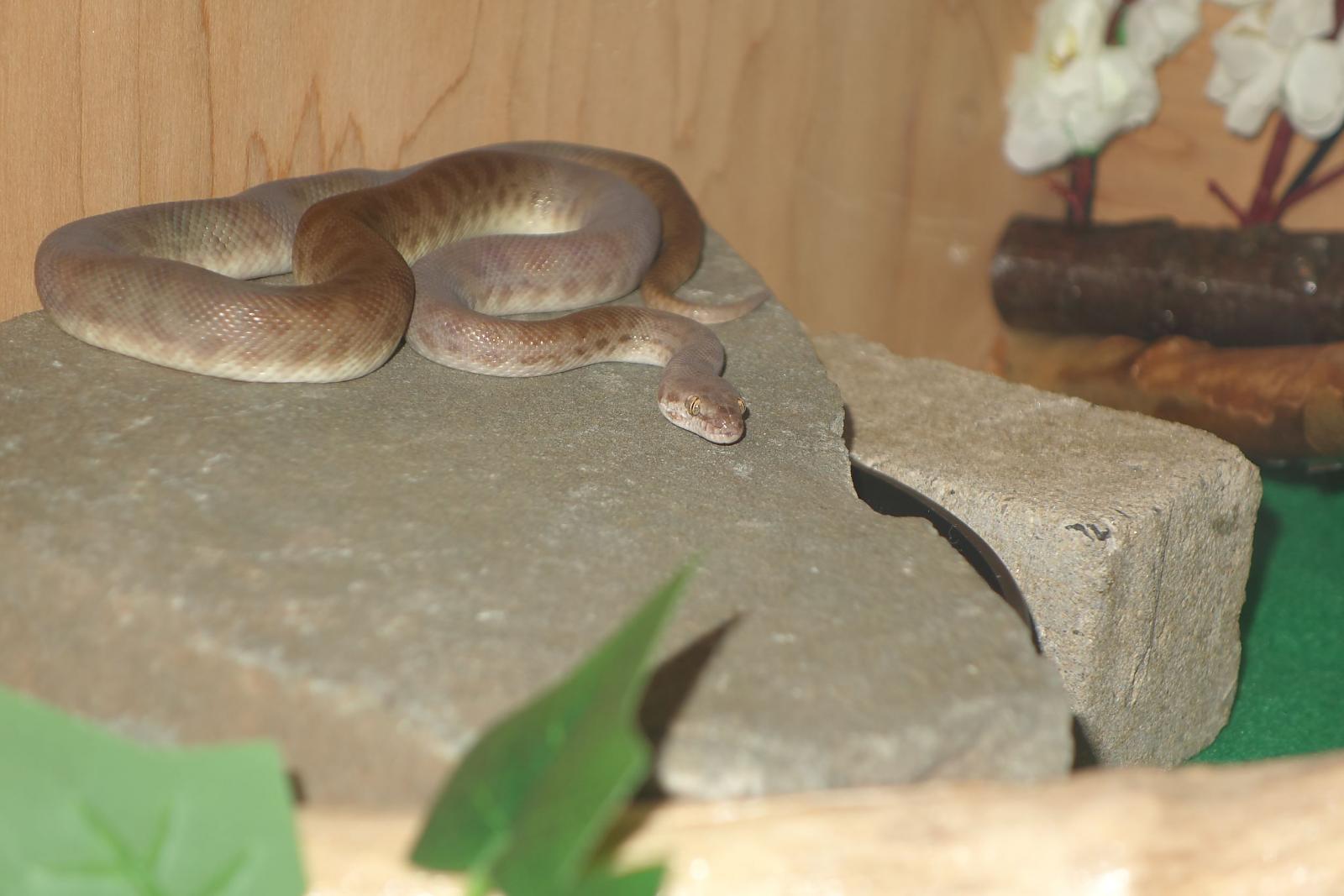 Wiggles Basking on Slate