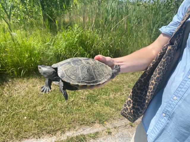 Northern Diamondback Terrapin