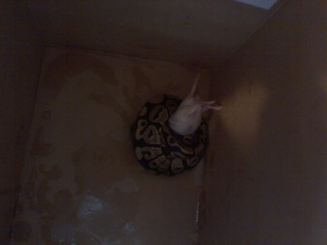 Feeding Response