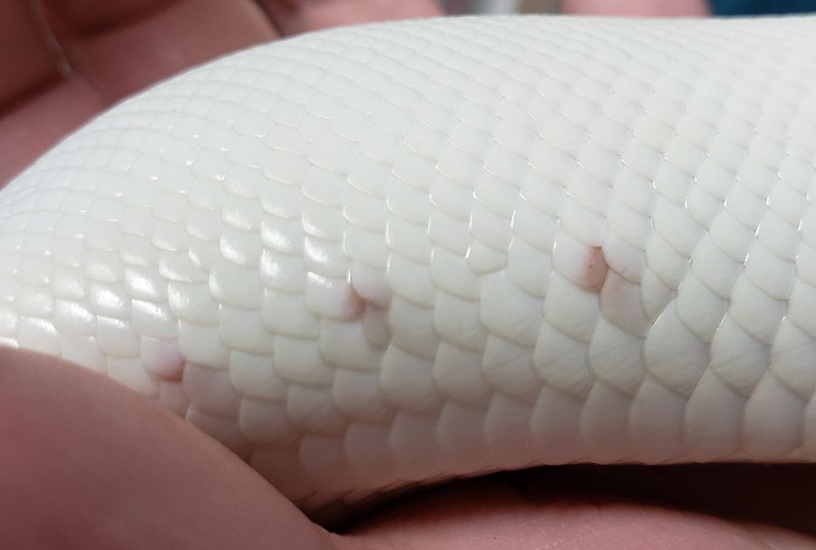 20191027 scales2