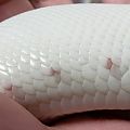20191027 scales2