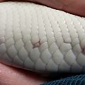 20191027 scales