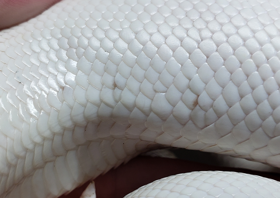 20191030 scales