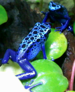 Azureus