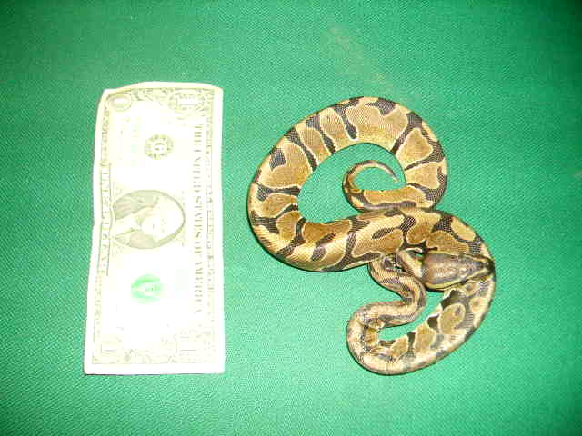 Noname @ 125g