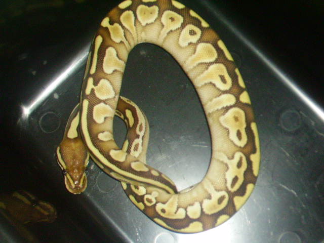Pics