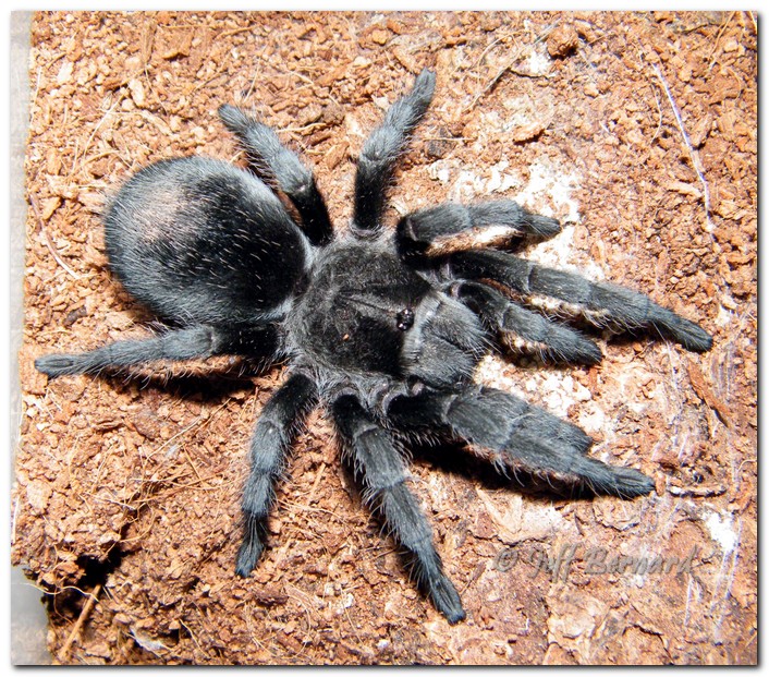 Grammostola pulchra