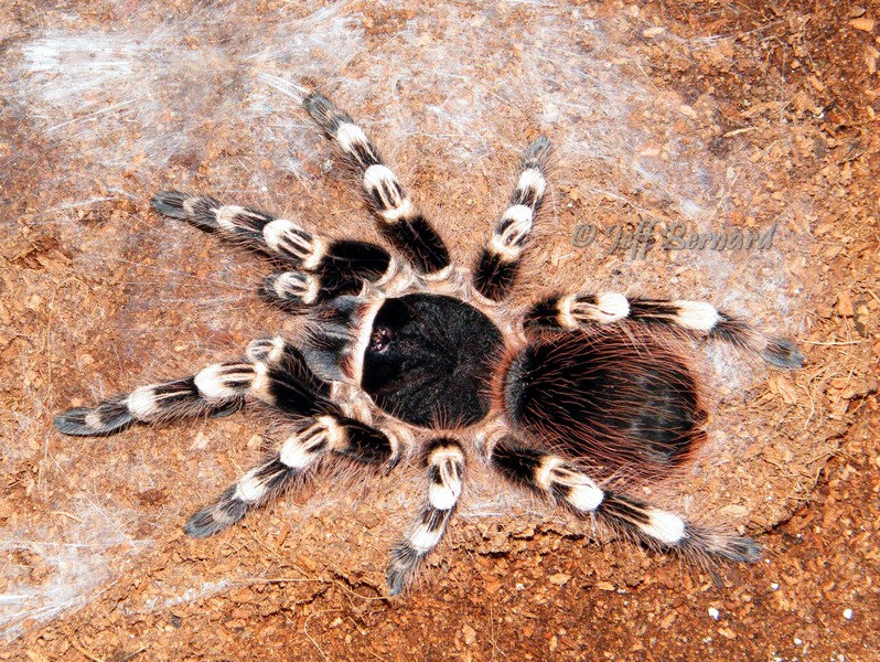 Acanthoscurria geniculata Female