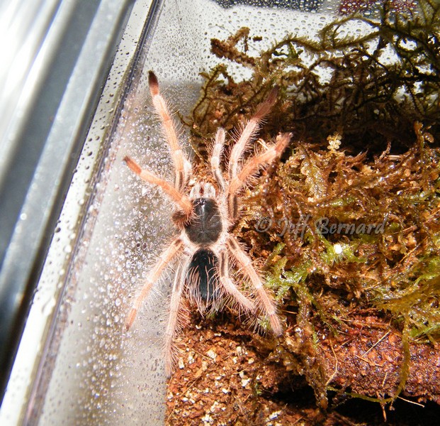 Megaphobema robustum