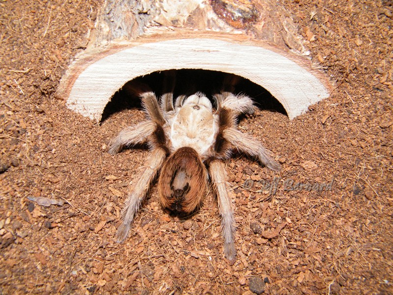 Aphonopelma SP. New River