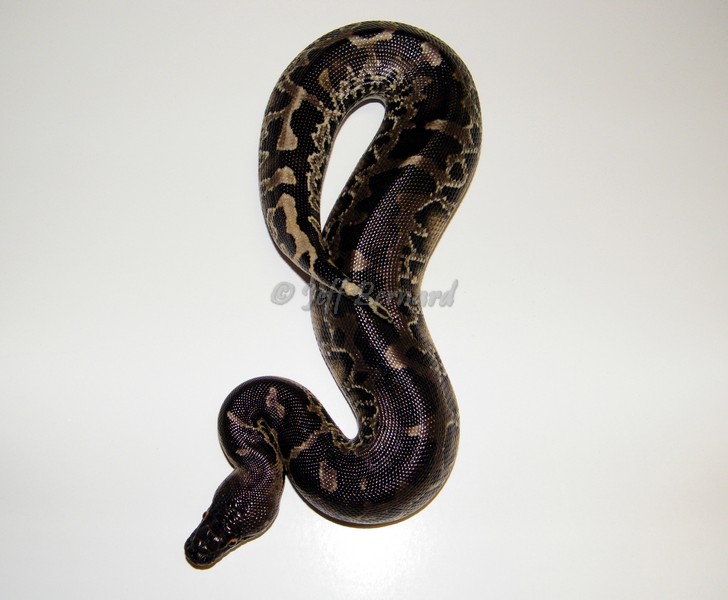 Black Blood Python Male