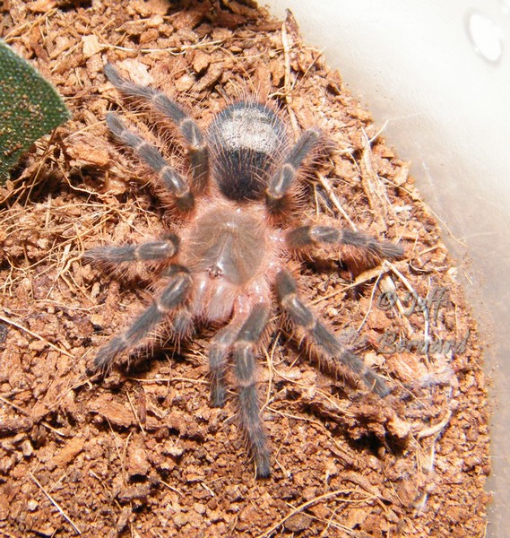 Grammostola pulchripes