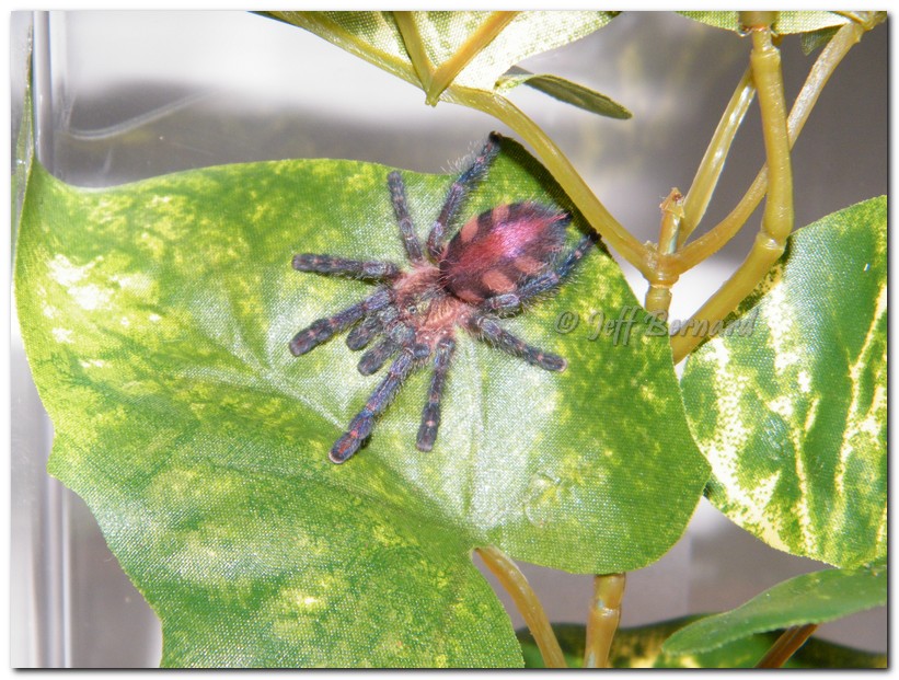 Avicularia diversipes