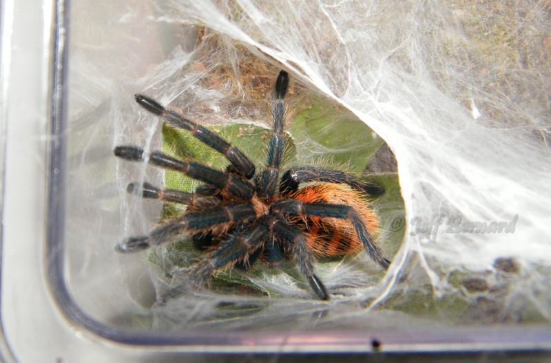 Chromatopelma cyanopubescens