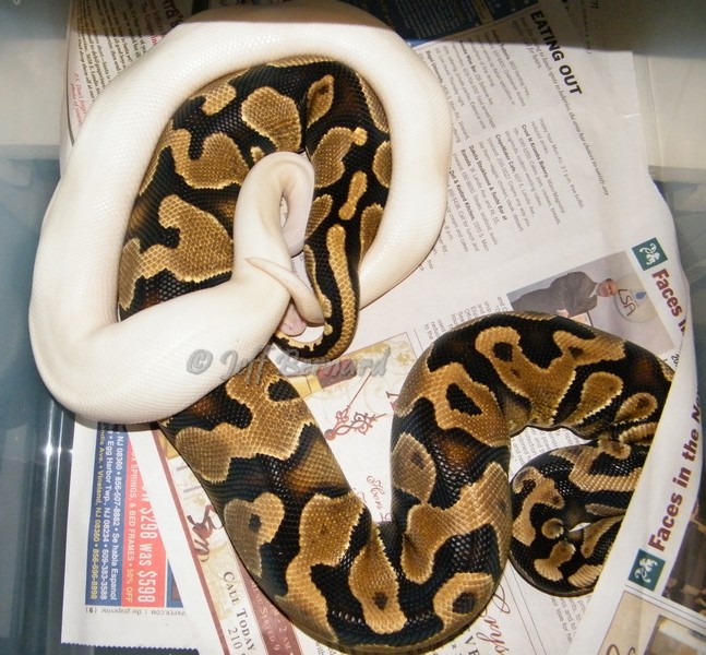 Ivory x Yellow Belly