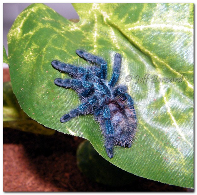 Avicularia versicolor