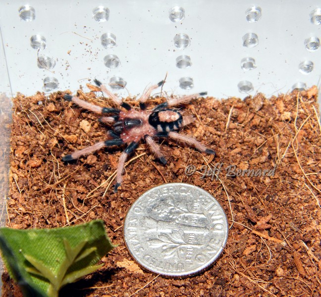 Cyriocosmus ritae (dwarf tarantula)