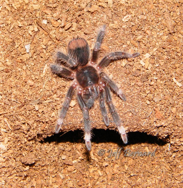 Megaphobema mesomelas