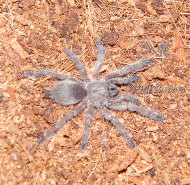 Monocentropus balfouri