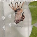 Avicularia minatrix (molting)