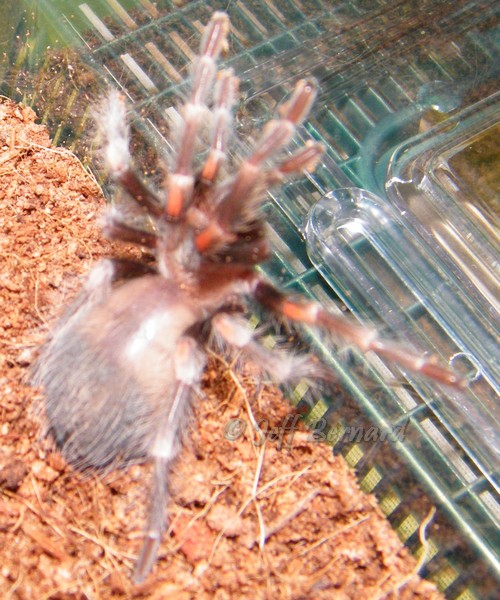 Brachypelma auratum