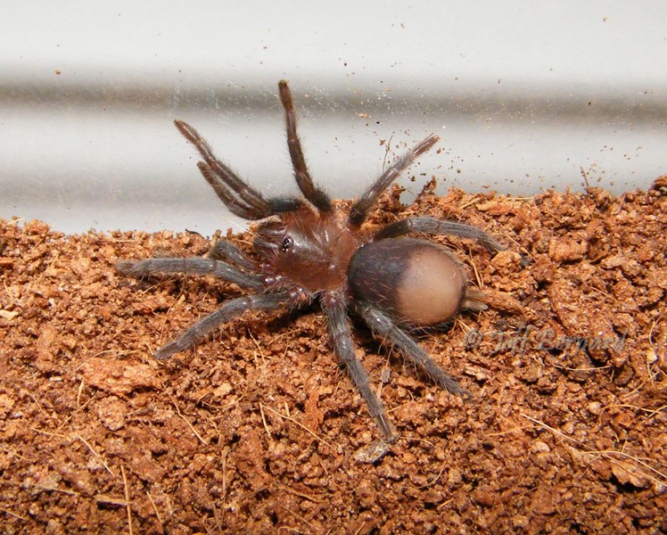 Brachypelma vagans