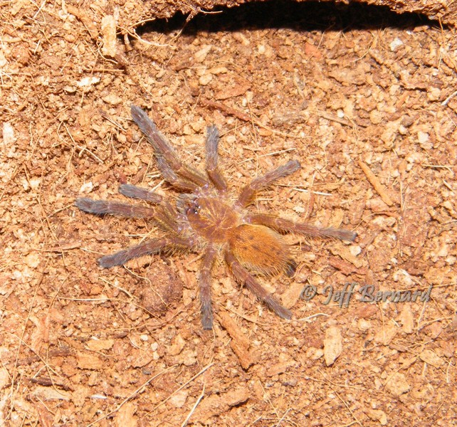 Pterinochilus murinus (OBT)