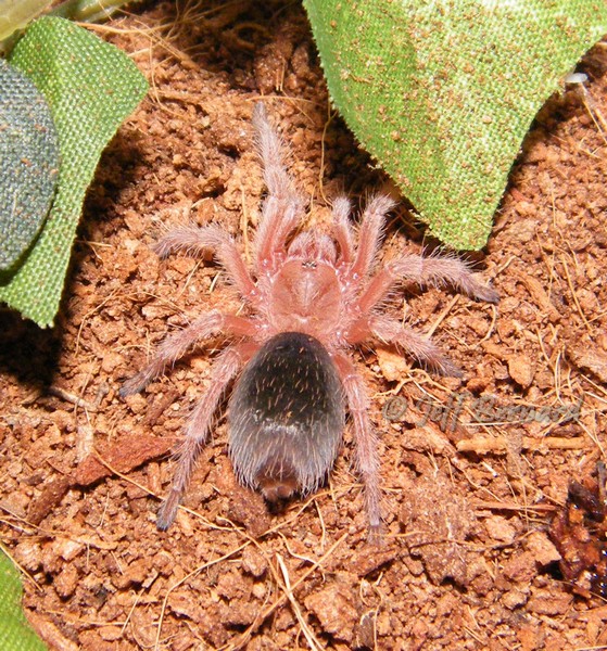 Grammostola rosea (RCF)