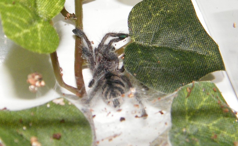 Avicularia purpurea