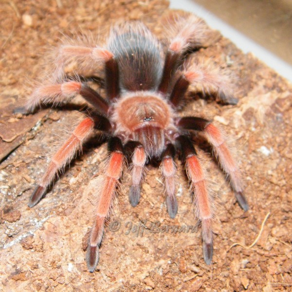 Brachypelma boehmei