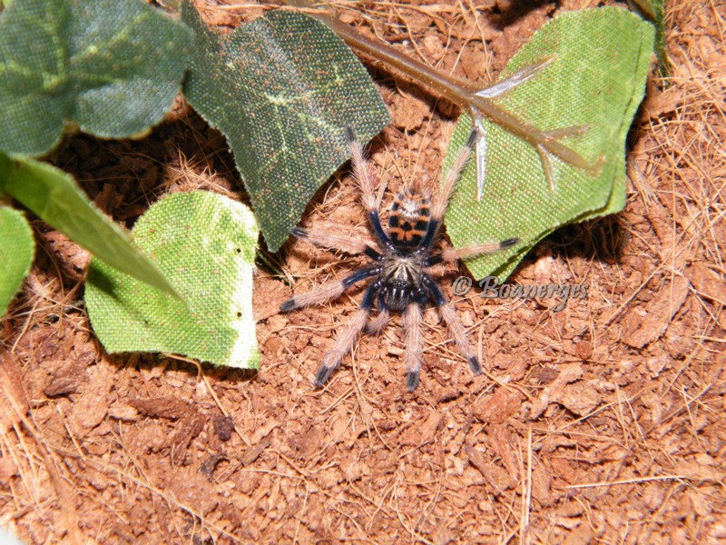 Chromatopelma cyaneopubescens