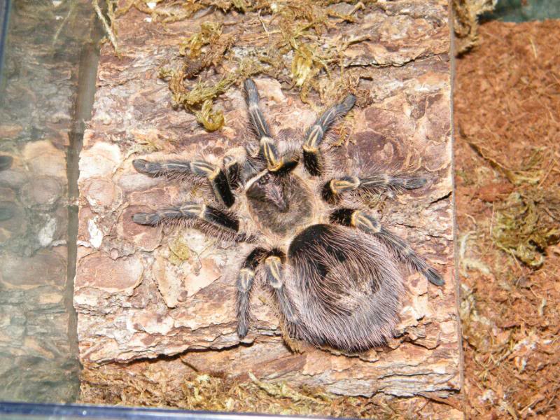 Grammostola pulchripes