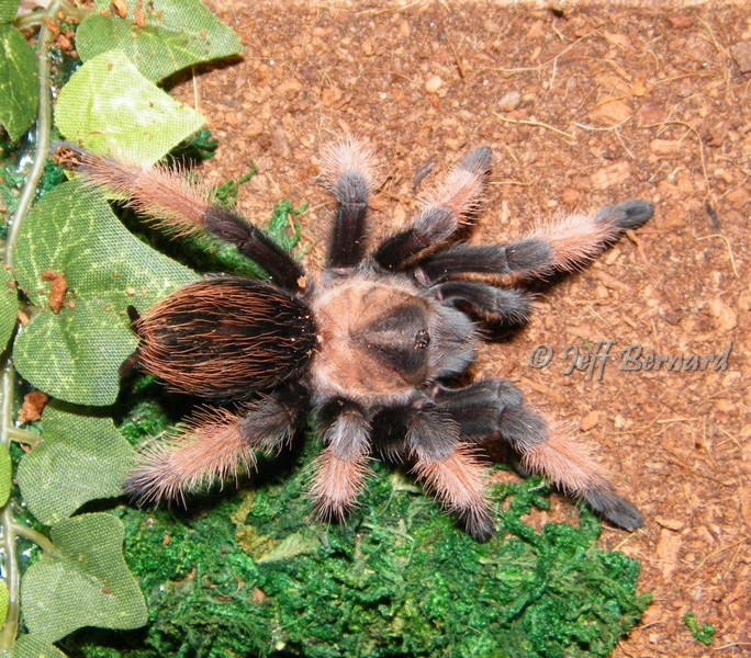 Brachypelma emilia