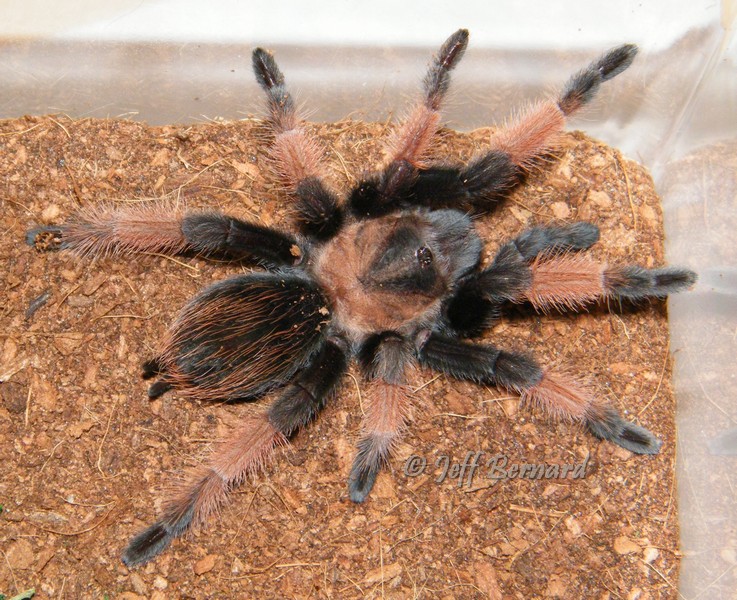 Brachypelma emilia