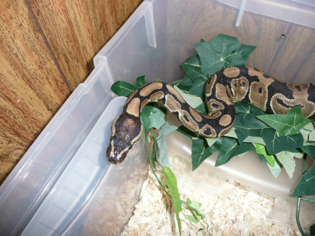 New Guy2