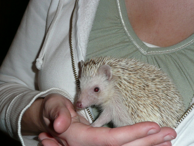Knuckles