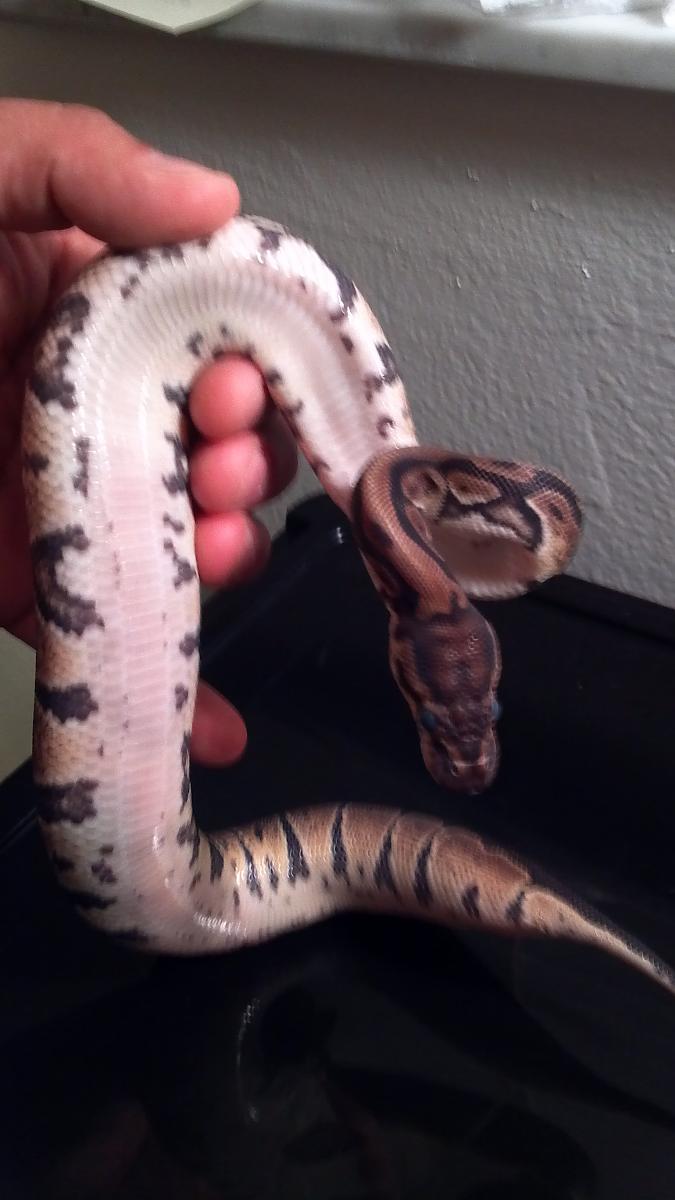 Female Dinker #1b