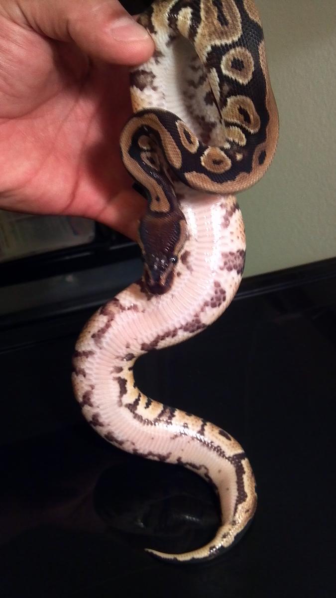 Female Dinker #3b