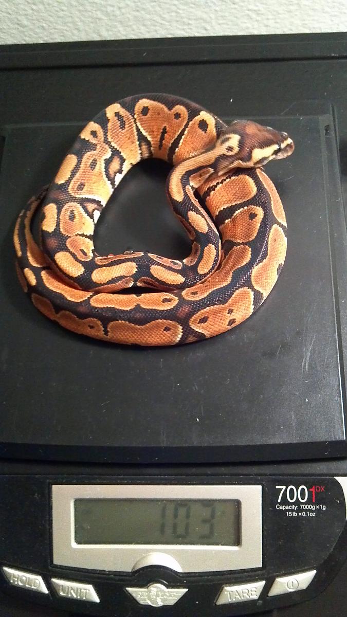 Male Dinker #2